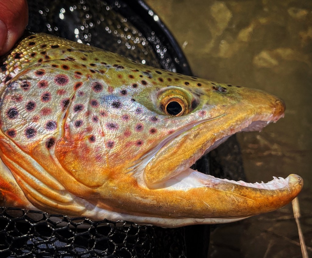 What is “The Unsponsored&nbsp;Angler”